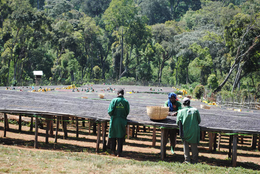 El Etiopía (Café Competición)