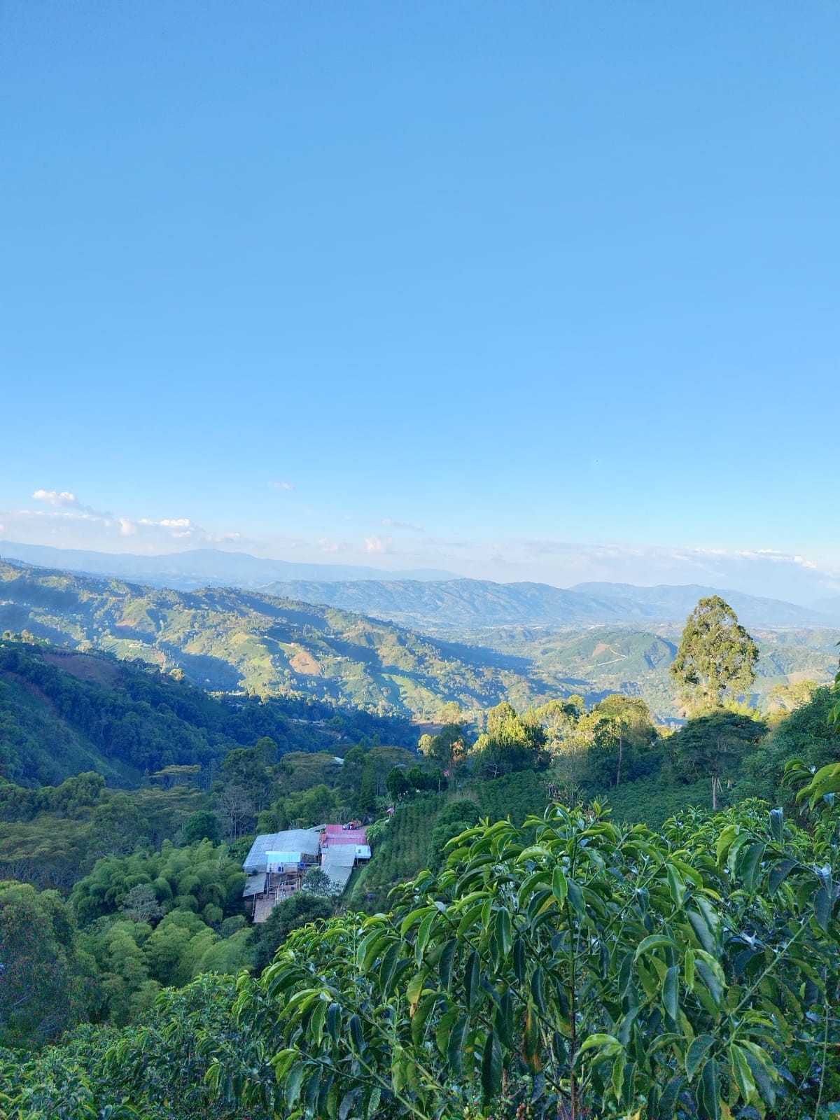 Café El Blend