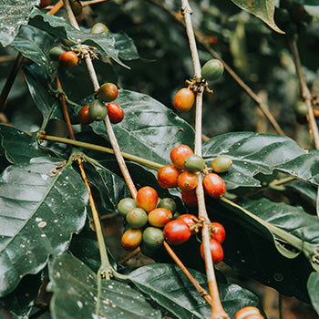 Café La Perspectiva (Decaf)