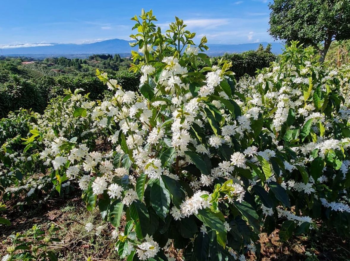 Café El Guatemala