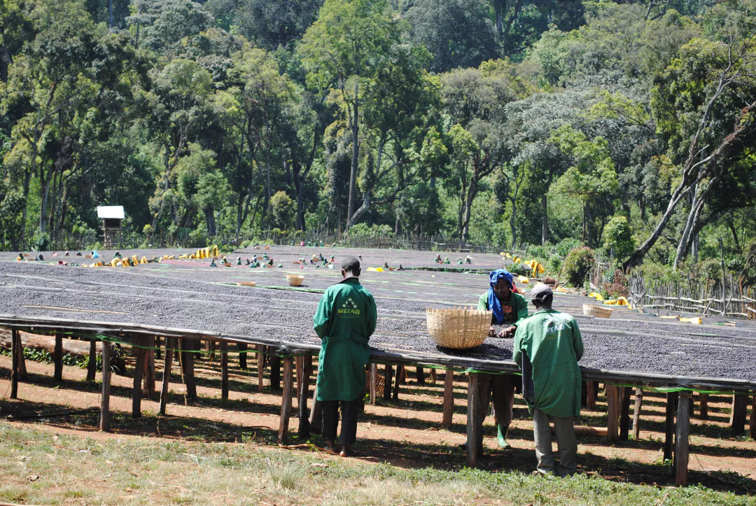 El Etiopía (Café Competición)