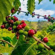 Intro al "Specialty Coffee" (online)