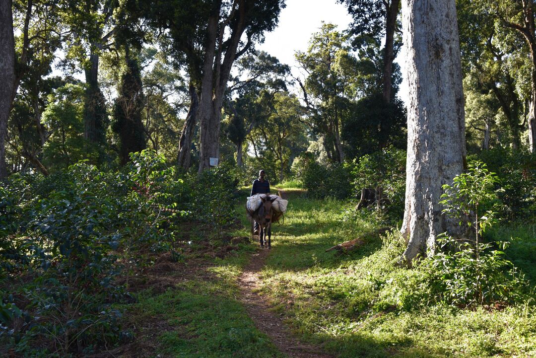 El Etiopía (Café Competición)