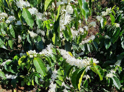 Café El Guatemala